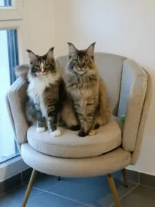 Myrtille et sa jumelle Framboise
