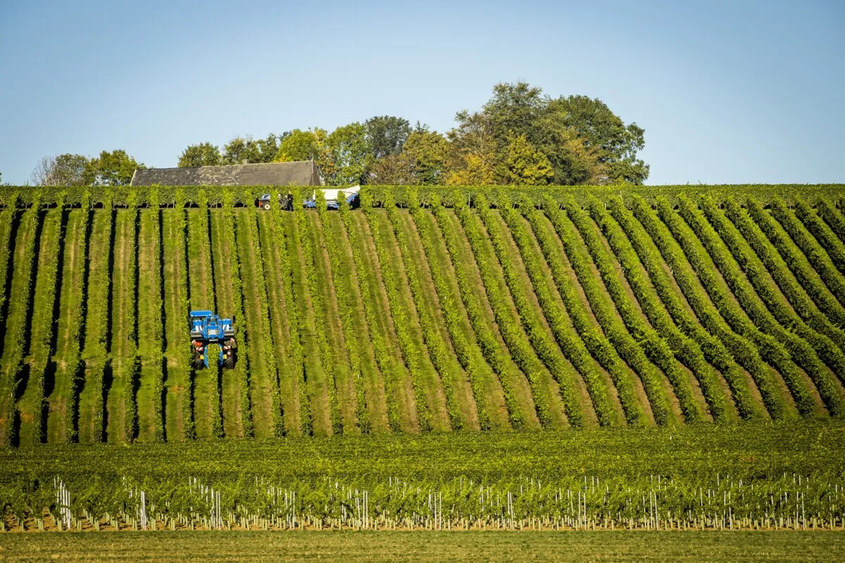 La viticulture néerlandaise tire profit de la chaleur, mais 40 degrés, non merci